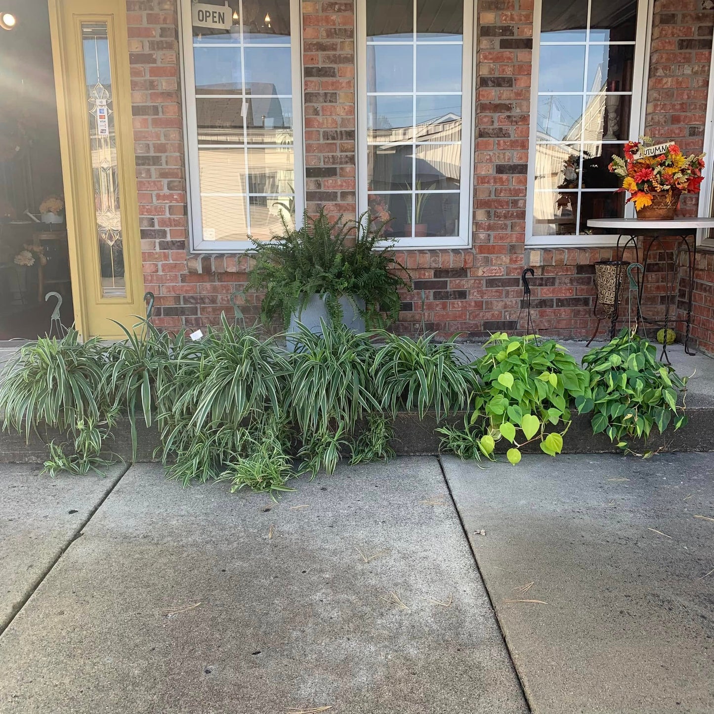 Drakes Flower Patch