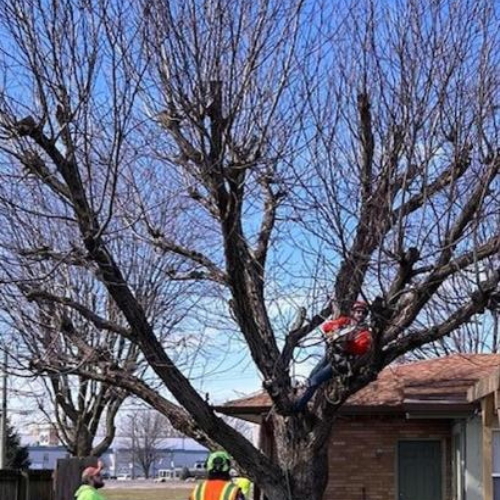 Tharps Lawn Care & Tree Service