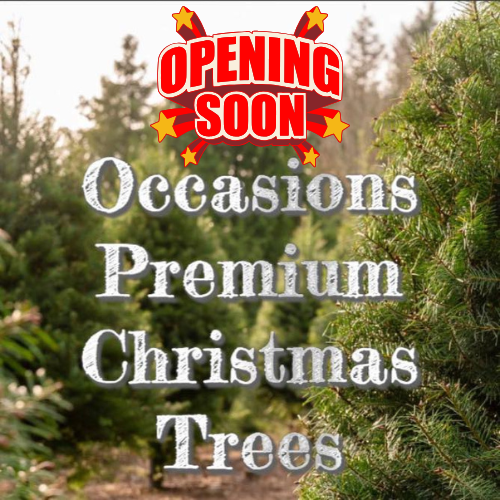 Occasions Premium Christmas Trees