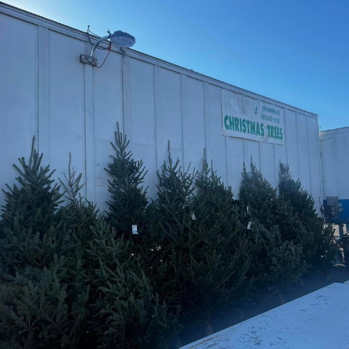 Occasions Premium Christmas Trees
