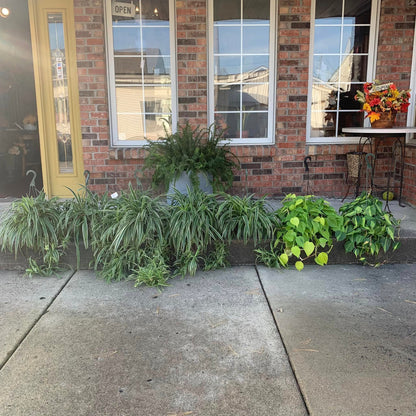 Drakes Flower Patch
