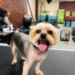 Premier Loving Care