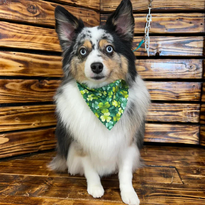 Paws & Shine