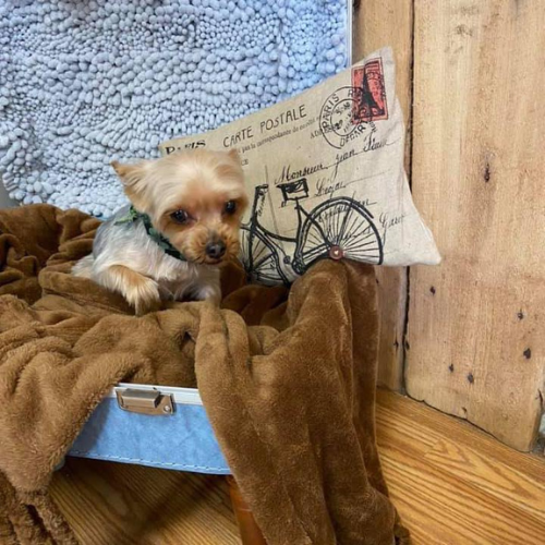 Trendy Paws | Waldron
