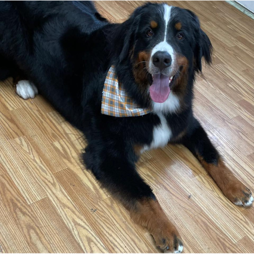 Trendy Paws | Waldron