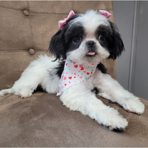 Trendy Paws | Waldron