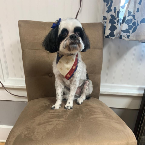 Trendy Paws | Waldron