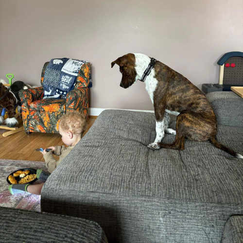 Walker's K-9 Services