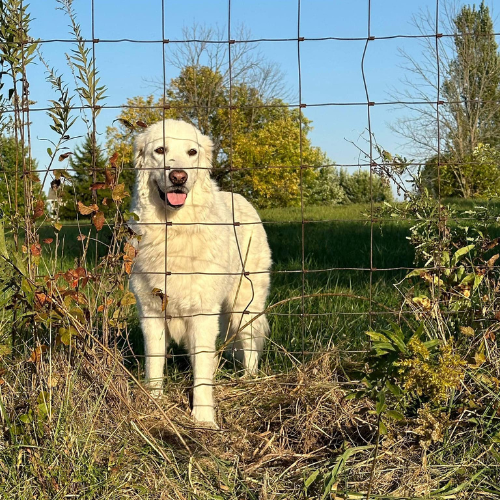 Walker's K-9 Services