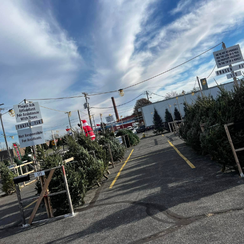 Occasions Premium Christmas Trees