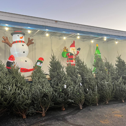 Occasions Premium Christmas Trees